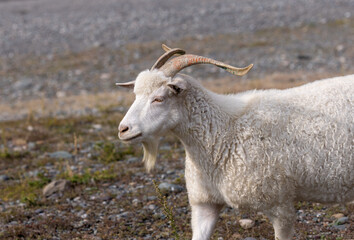 Portrait of a white domestic goat that walks on mountain rocks.