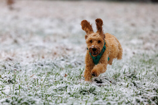 A cockapoo puppy plays in the snow for the first time