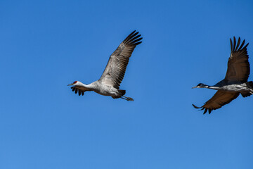 Sandhill cranes flying over Whitewater Draw Wildlife Area in McNeal, Arizona. 1.5.22