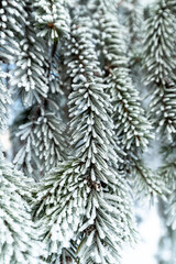 The Spruce branches in a hoarfrost close-up