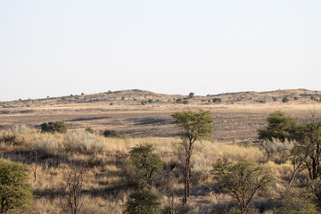 Kgalagadi Transfrontier National Park, South Africa: landscape of summer vegetation
