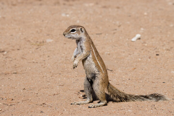 Naklejka na ściany i meble Kgalagadi Transfrontier National Park, South Africa: Cape Ground squirrel