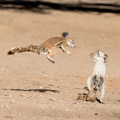 Kgalagadi Transfrontier National Park, South Africa: Ground squirrels fighting