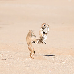 Kgalagadi Park South Africa, Ground squirrels