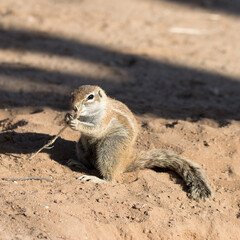 Naklejka na ściany i meble Kgalagadi Transfrontier National Park South Africa: Ground squirrels