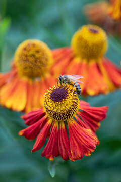 Honeybee on an orange coloured Helenium garden flower, Berkshire