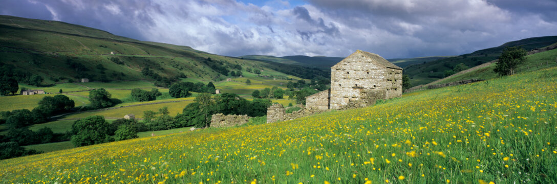 Traditional stone barn and buttercup meadow in Swaledale with stormy sky, Gunnerside, Yorkshire Dales National Park, North Yorkshire