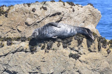 Grey seal waiting on a rock in Brittany-France