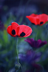 red poppy flower on a blurry background