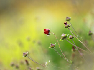 Delicate little red flower on yellow green blurred background in summer light