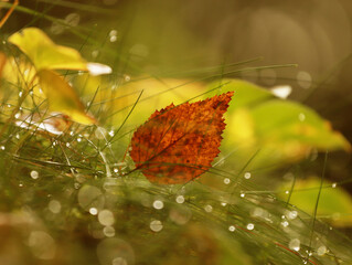 Brown leaves in the autumn forest in soft dew drops on a blurred background