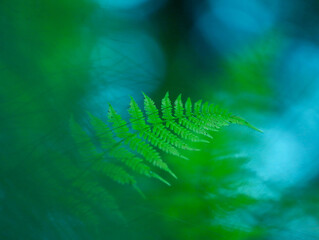 Green fern leaf with a gentle blue blurred background in summer forest