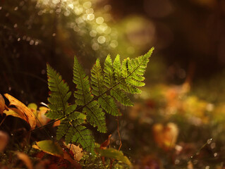 Green fern leaf with a gentle blurred background in fall forest