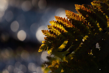 Green-brown fern leaf with a gentle blurred background in fall forest