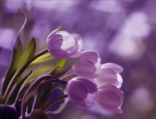 Magic purple tulips with reflection in glass with hearts background