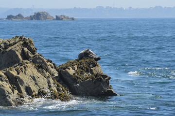 A grey seal sleeping on a rock in brittany. France