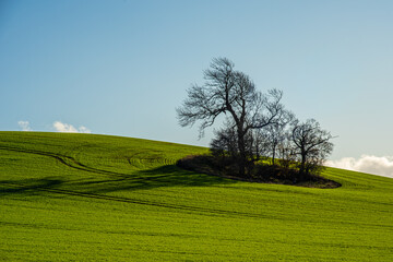 tree on a hill in a green field with blue sky