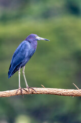 Little blue heron (Egretta caerulea) on tree trunk, river Rio Tarcoles, Costa Rica