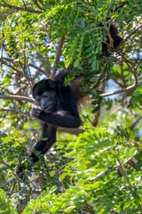 Fototapeta premium Mantled howler (Alouatta palliata) or golden-mantled howling monkey, feeding on tree, river Rio Bebedero Guanacaste, Costa Rica