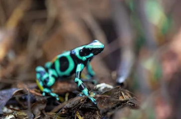 Foto op Canvas Green-and-black poison dart frog (Dendrobates auratus), La Fortuna Alajuela - Arenal, Costa Rica wildlife . © ArtushFoto
