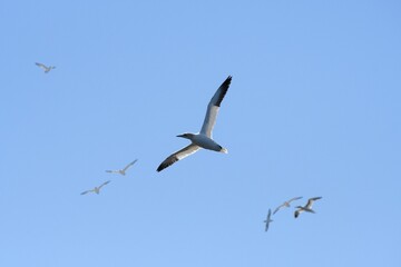Gannet in Brittany - France