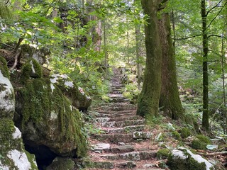 Obraz premium Marked tourist-hiking trail in Golubinjak forest park or Cave trail in Gorski kotar - Sleme, Croatia (Markirana turističko-planinarska staza u park šumi Golubinjak ili Staza spilja u Gorskom kotaru)