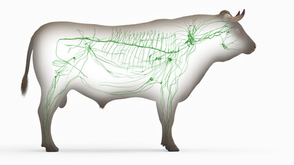 3d rendered illustration of the bovine anatomy - the lymphatic system