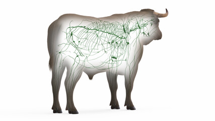 3d rendered illustration of the bovine anatomy - the lymphatic system
