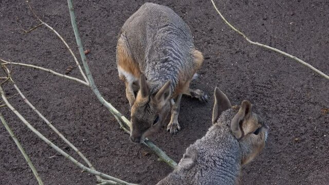 Patagonian mara, Dolichotis patagonum eating branch close up