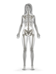 3d rendered illustration of the female skeleton