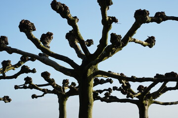 tree with sky background,platanen,beschnitt