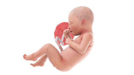3d rendered medically accurate illustration of a human fetus - week 34
