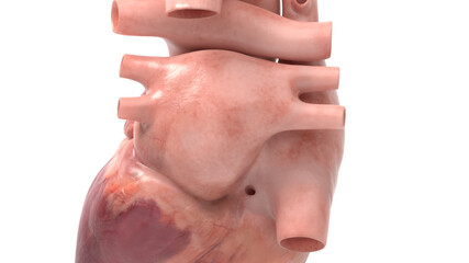 Naklejka premium 3d rendered illustration of the human heart