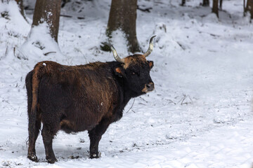 An aurochs cow herd at the bavarian forest national park, Ludwigsthal, in winter