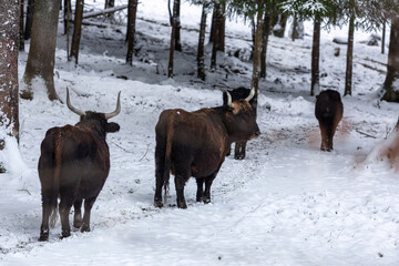 An aurochs cow herd at the bavarian forest national park, Ludwigsthal, in winter