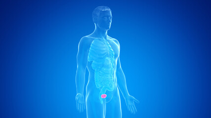 3d rendered medically accurate illustration of the male bladder