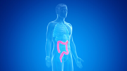 3d rendered medically accurate illustration of the male colon