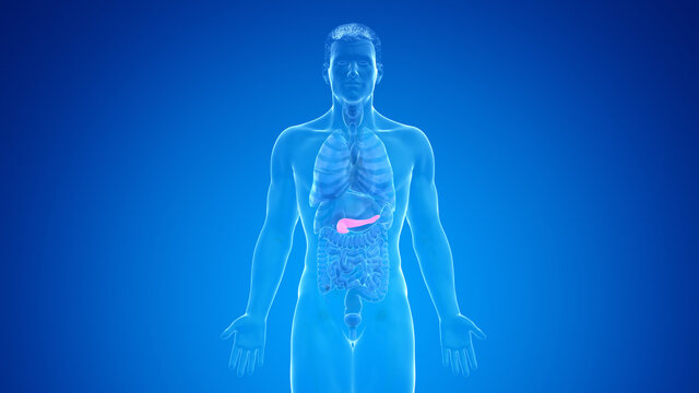 3d rendered medically accurate illustration of the male pancreas