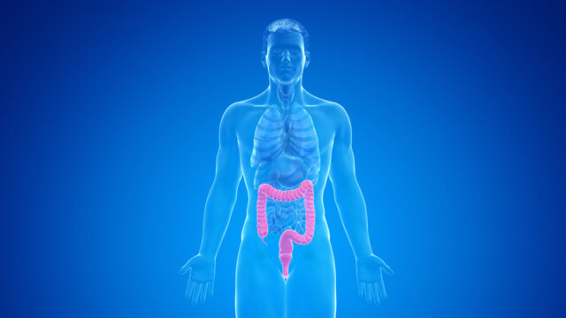 3d rendered medically accurate illustration of the male colon