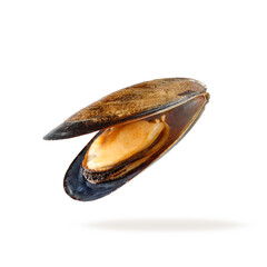 Cooked open chilean mussel (Mytilus chilensis L.)  flying isolated on white background.