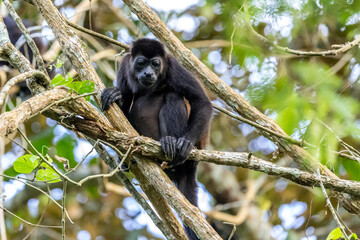 howler monkey in the rainforest, Costa Rica