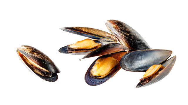Boiled open chilean mussels (Mytilus chilensis L.) isolated on white background.