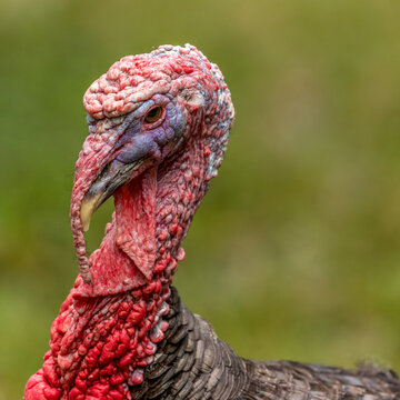 Portrait of a turkey among the Bribri Indians in Costa Rica