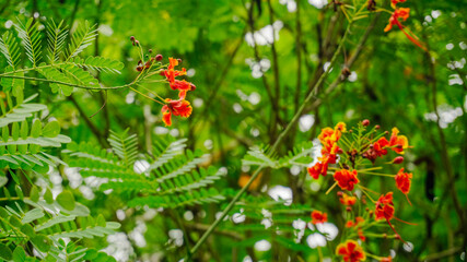 plantas and flowers