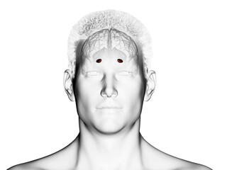 3d rendered medically accurate illustration of the brain anatomy - the medial globus padillus