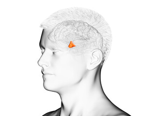 3d rendered medically accurate illustration of the brain anatomy - the hypothalamus