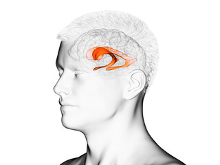 3d rendered medically accurate illustration of the brain anatomy - the lateral ventricle