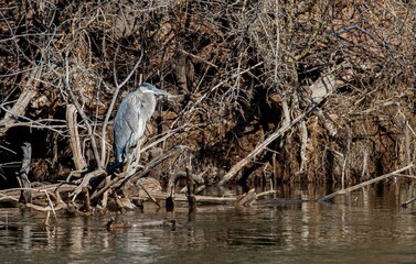 Great blue heron nesting