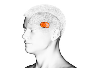 3d rendered medically accurate illustration of the brain anatomy - the thalamus