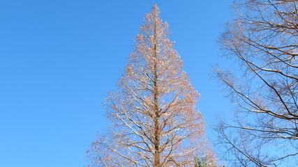 雪が降った翌朝の風景